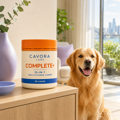 Cavora Complete+ with golden retriever in a sunlit Australian home