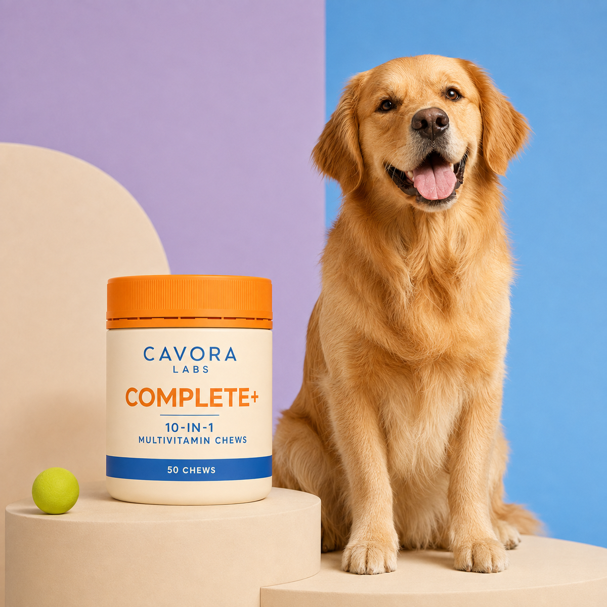 Cavora Complete+ studio portrait with golden retriever