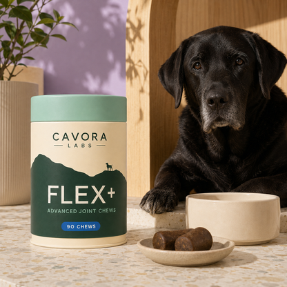 Cavora Flex+ joint chews daily wellness routine with mature black Labrador