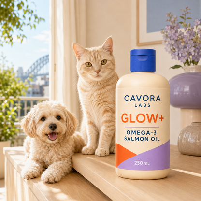 Cavora Glow+ omega-3 salmon oil in a sunlit Australian home with cream tabby cat and small dog