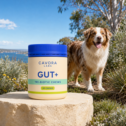 Cavora Gut+ tri-biotic chews in an Australian coastal garden with Australian shepherd