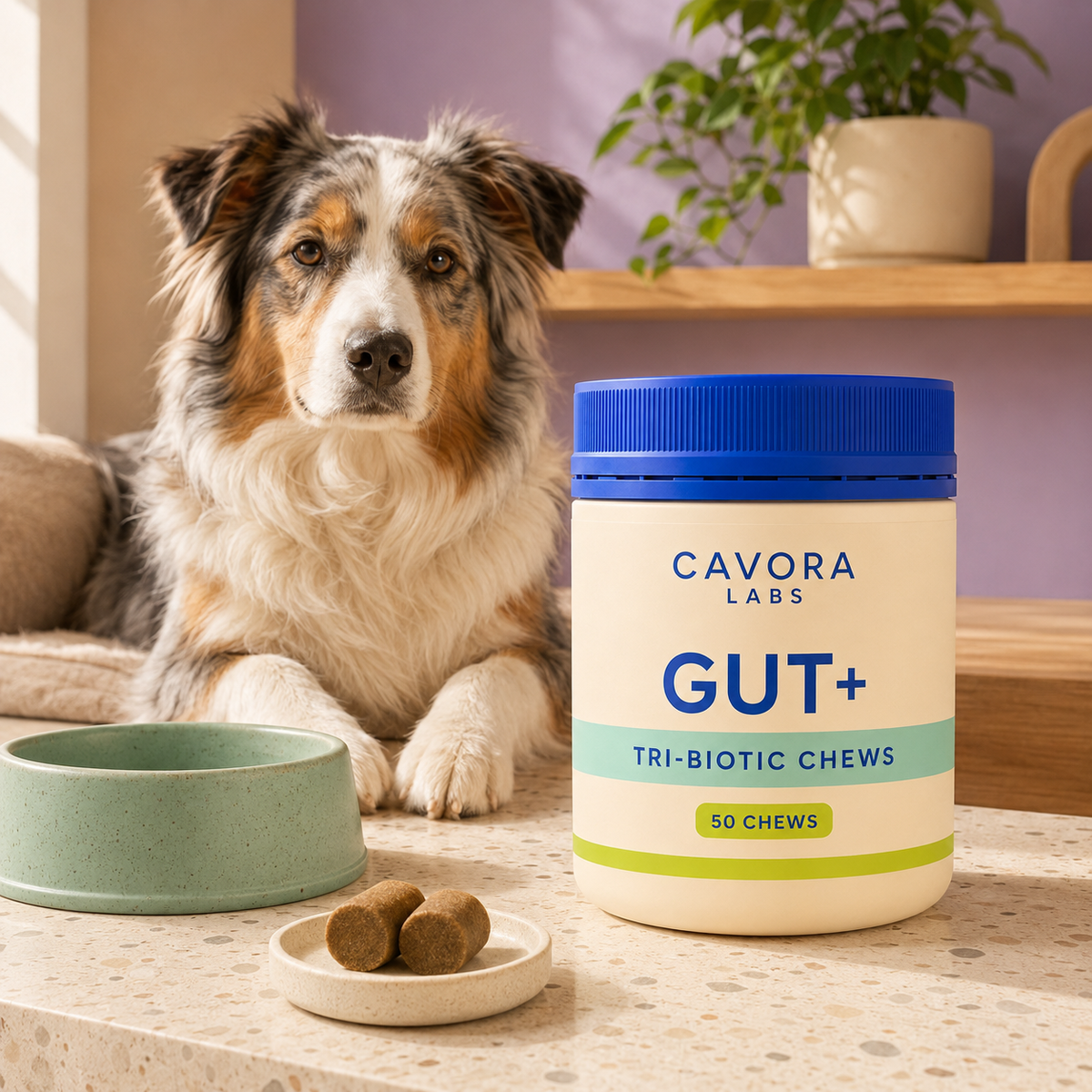 Cavora Gut+ tri-biotic chews daily wellness routine with Australian shepherd