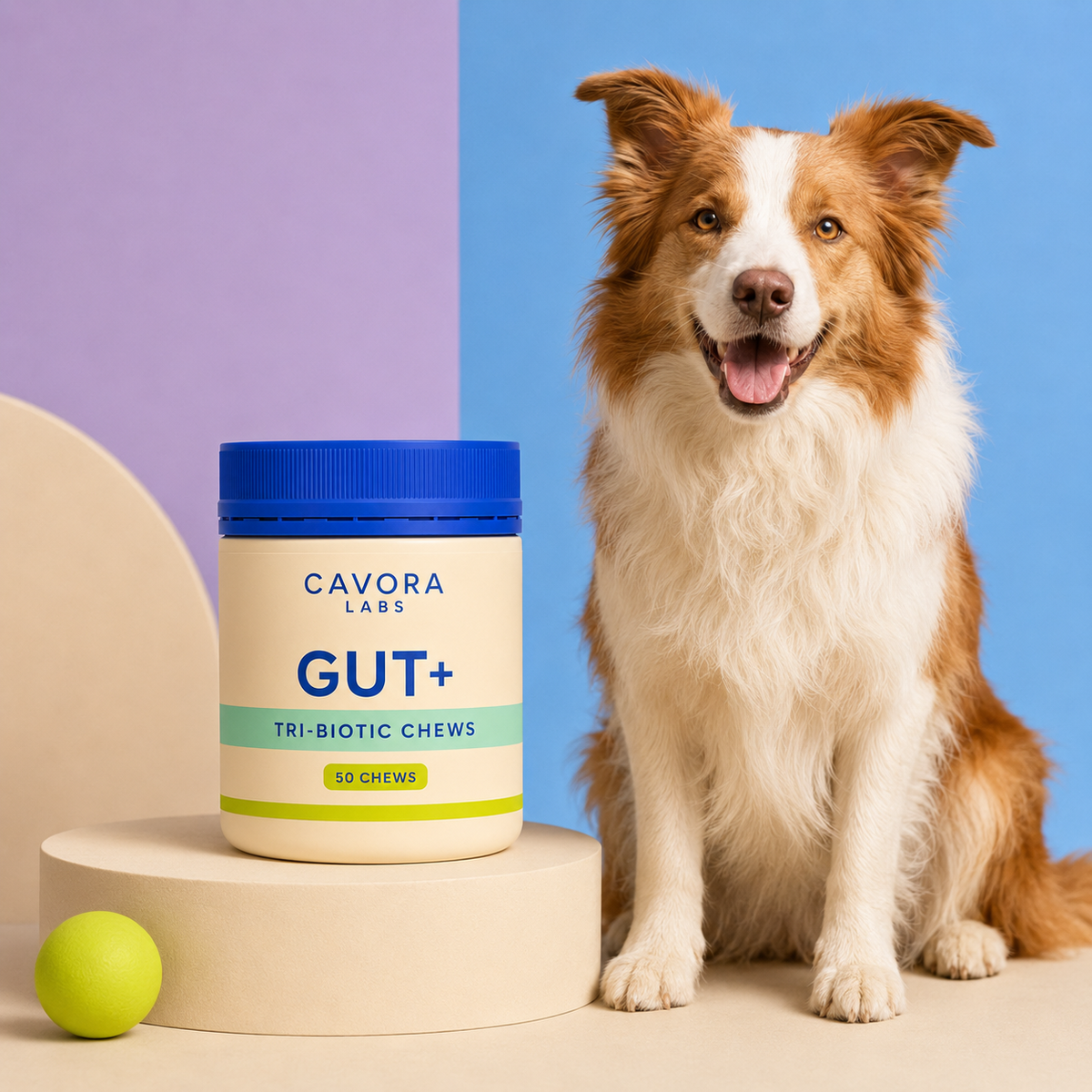 Cavora Gut+ tri-biotic chews studio portrait with Australian shepherd