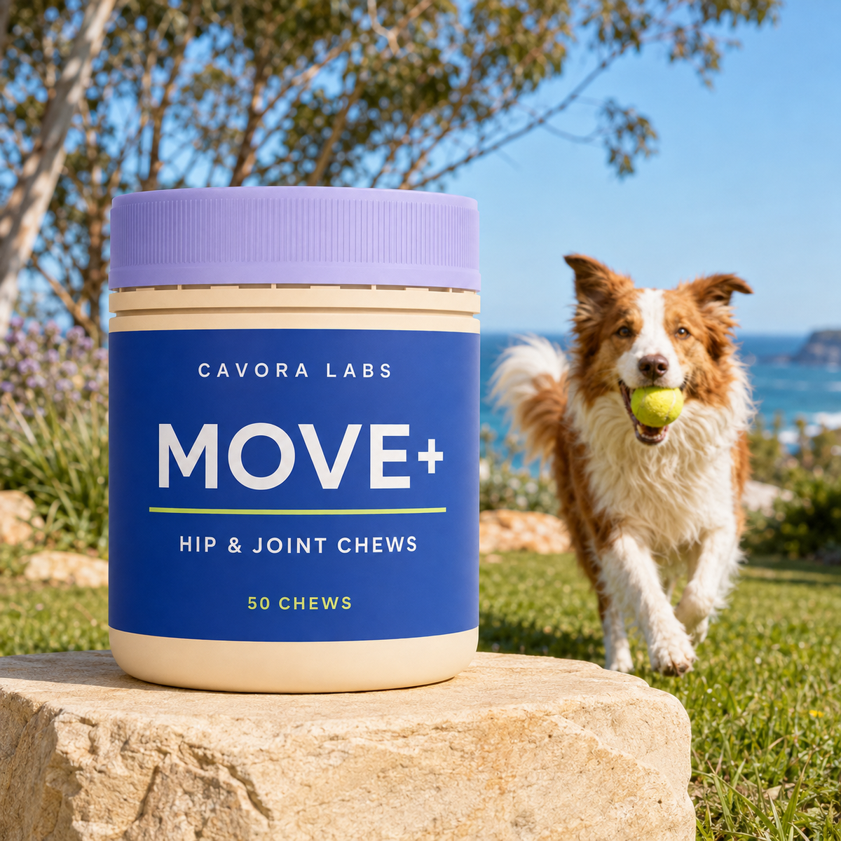 Cavora Move+ hip and joint chews in an Australian coastal garden with red-and-white border collie