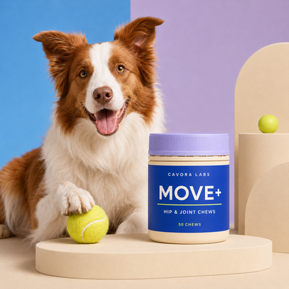 Cavora Move+ hip and joint chews studio portrait with red-and-white border collie